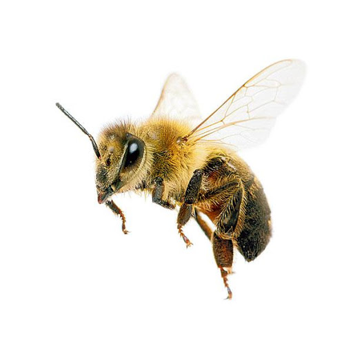 Pszczelarze z Dobczyc